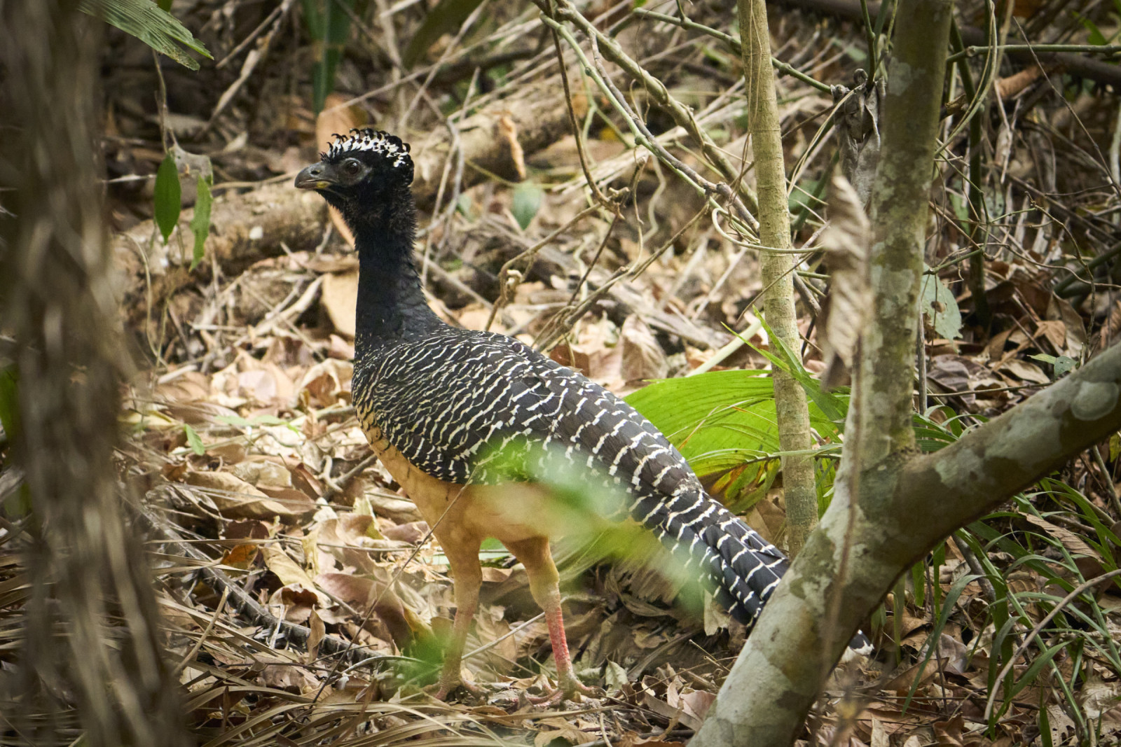 image Bare-faced Curassow